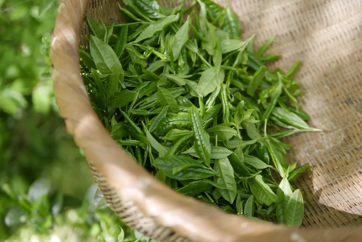 Herbal Tea for Sleep: 7 Caffeine-Free Blends and How to Steep Them