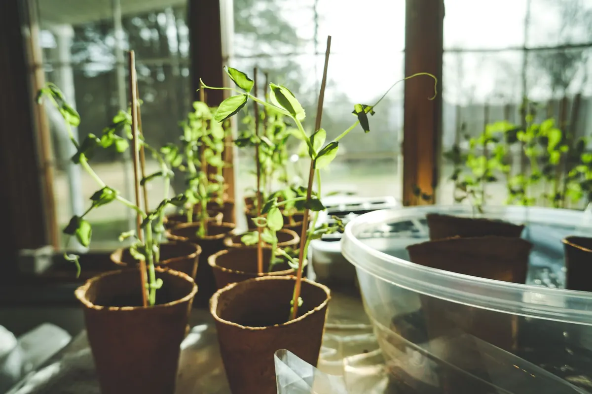 Herbal Tea Garden: Easy Windowsill Herbs for Fresh Infusions